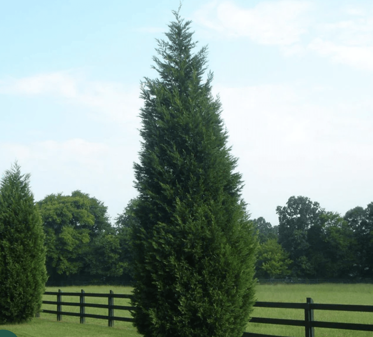 tall cypress standing alone