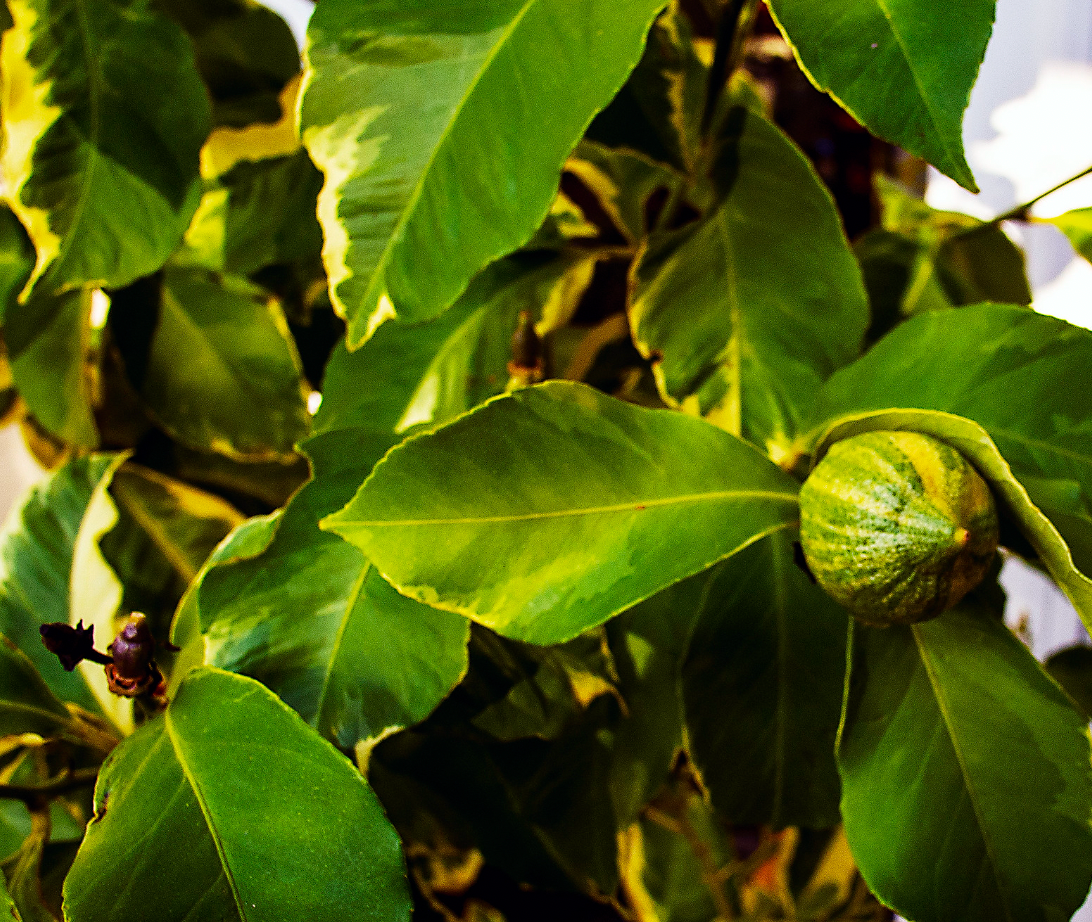 variegated lemon tree