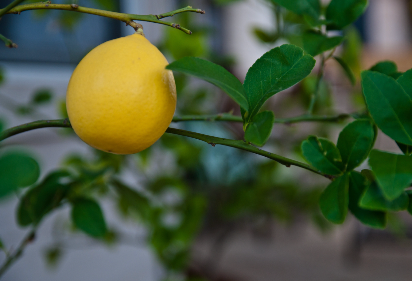 meyer lemon