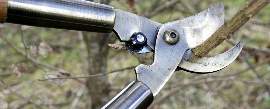 A pair of scissors is cutting a tree branch.