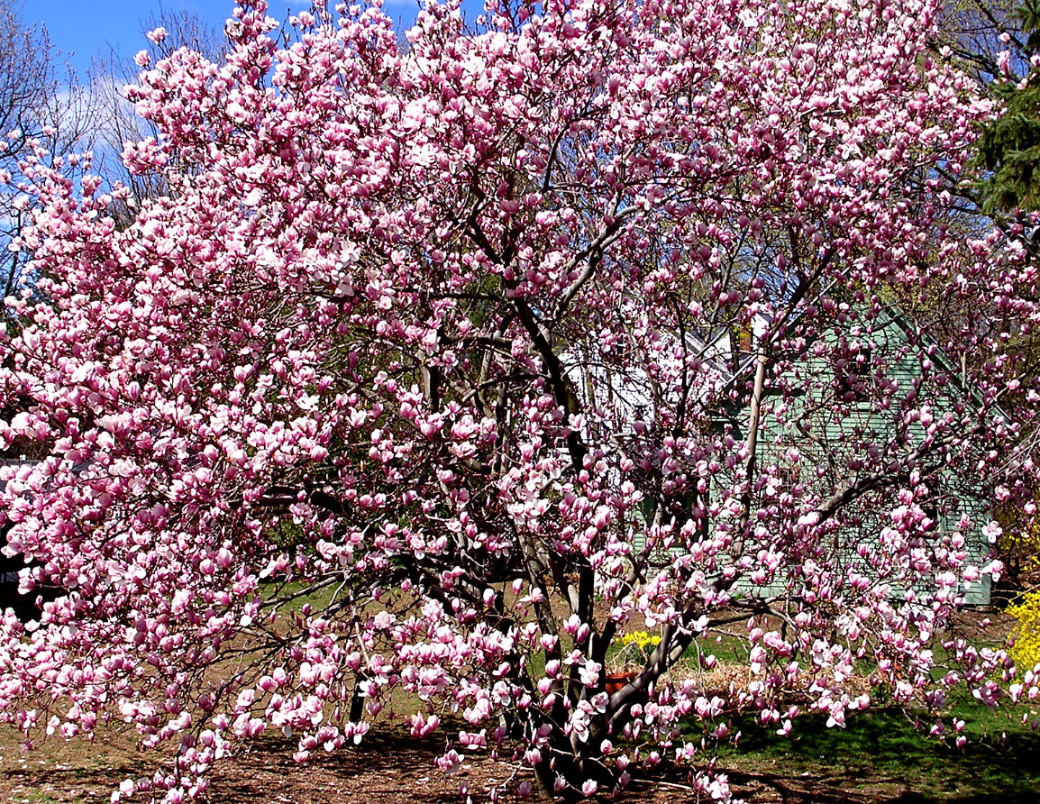 magnolia tree care
