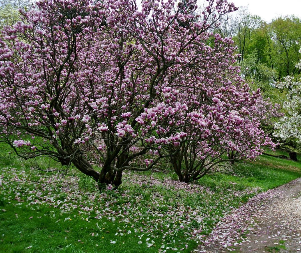 magnolias