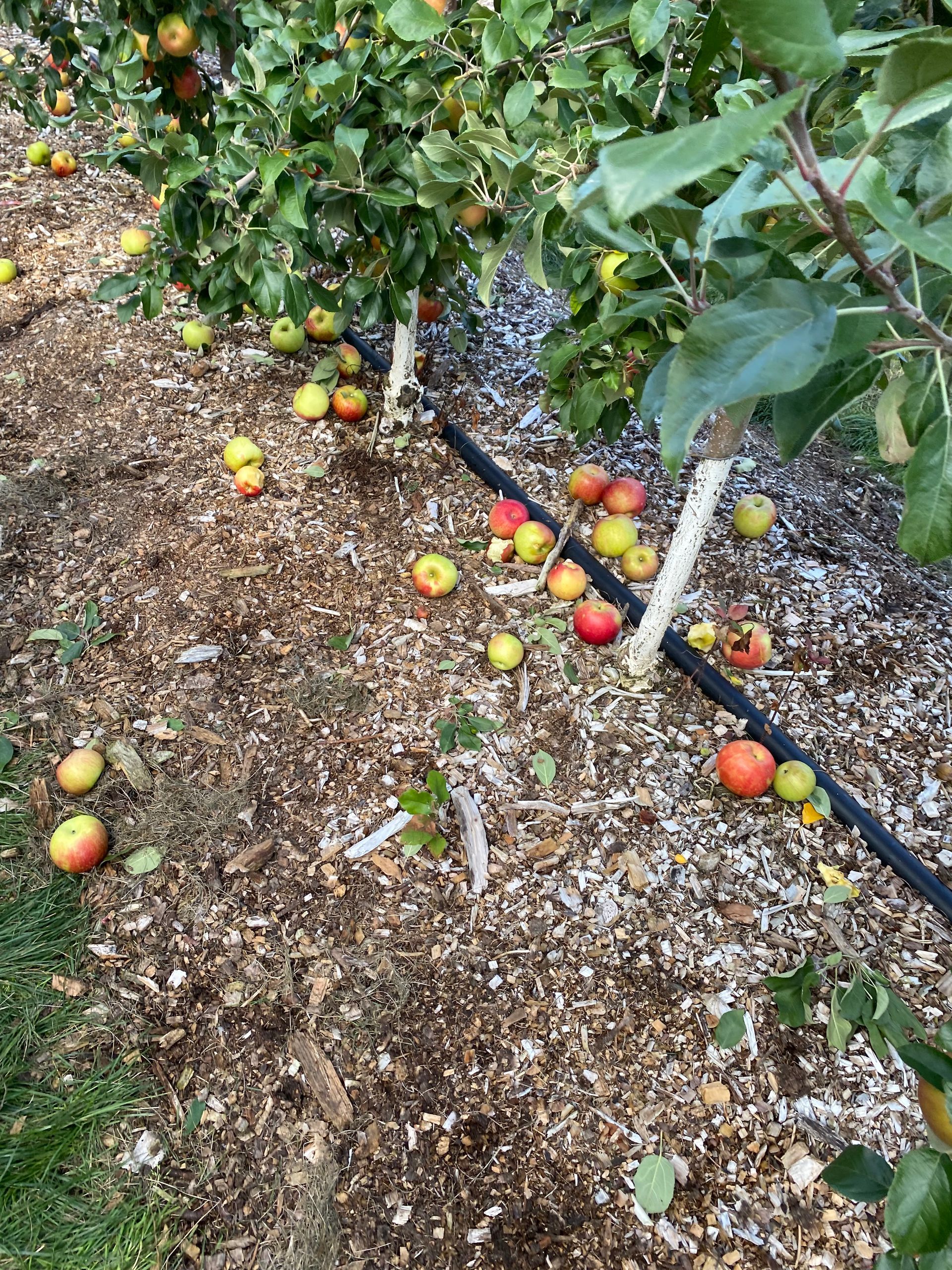 mainline tubing under apple trees