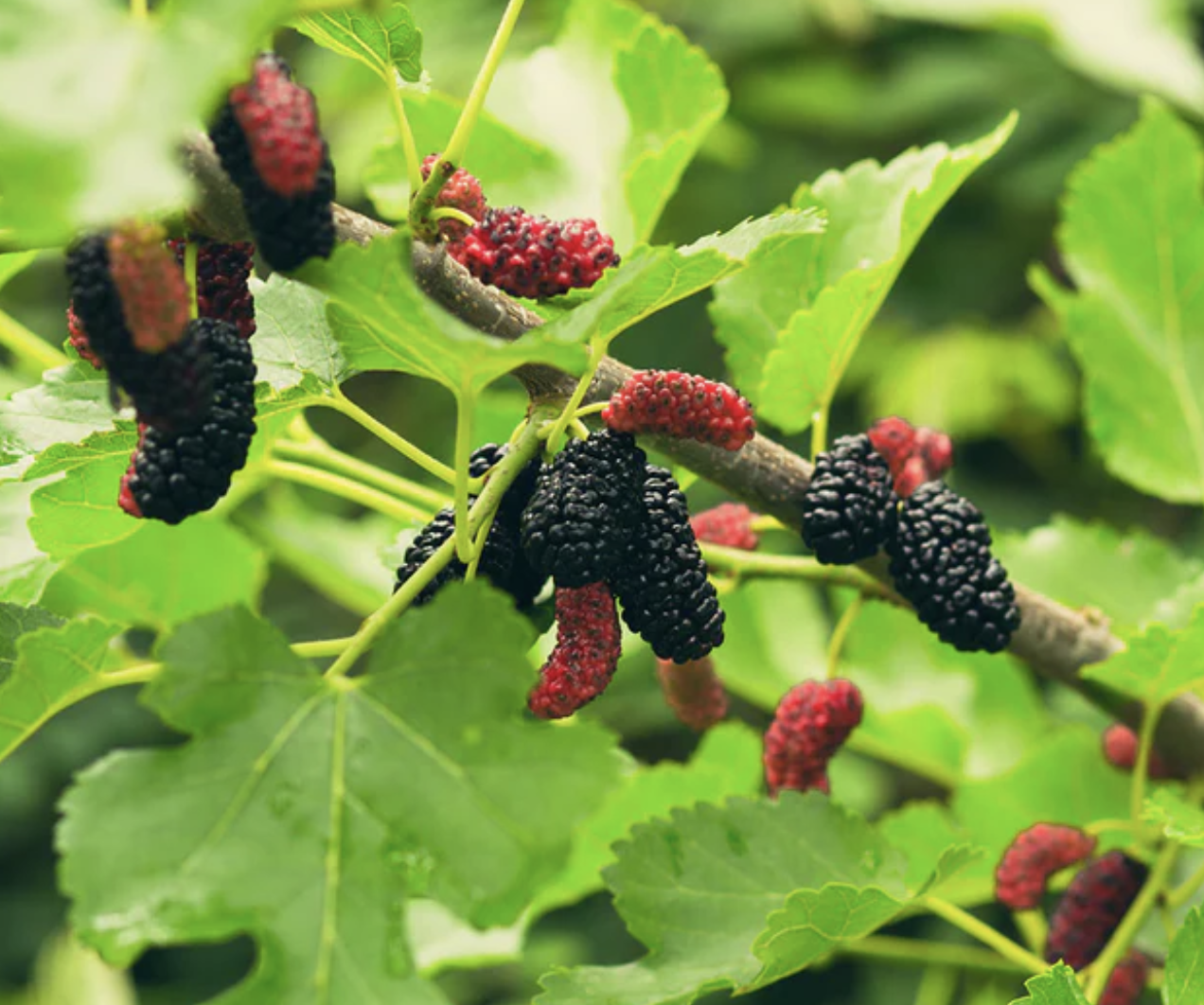 mulberries