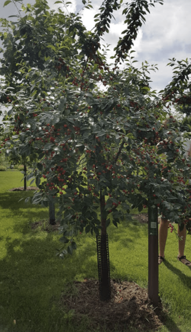 cherry trees in maine