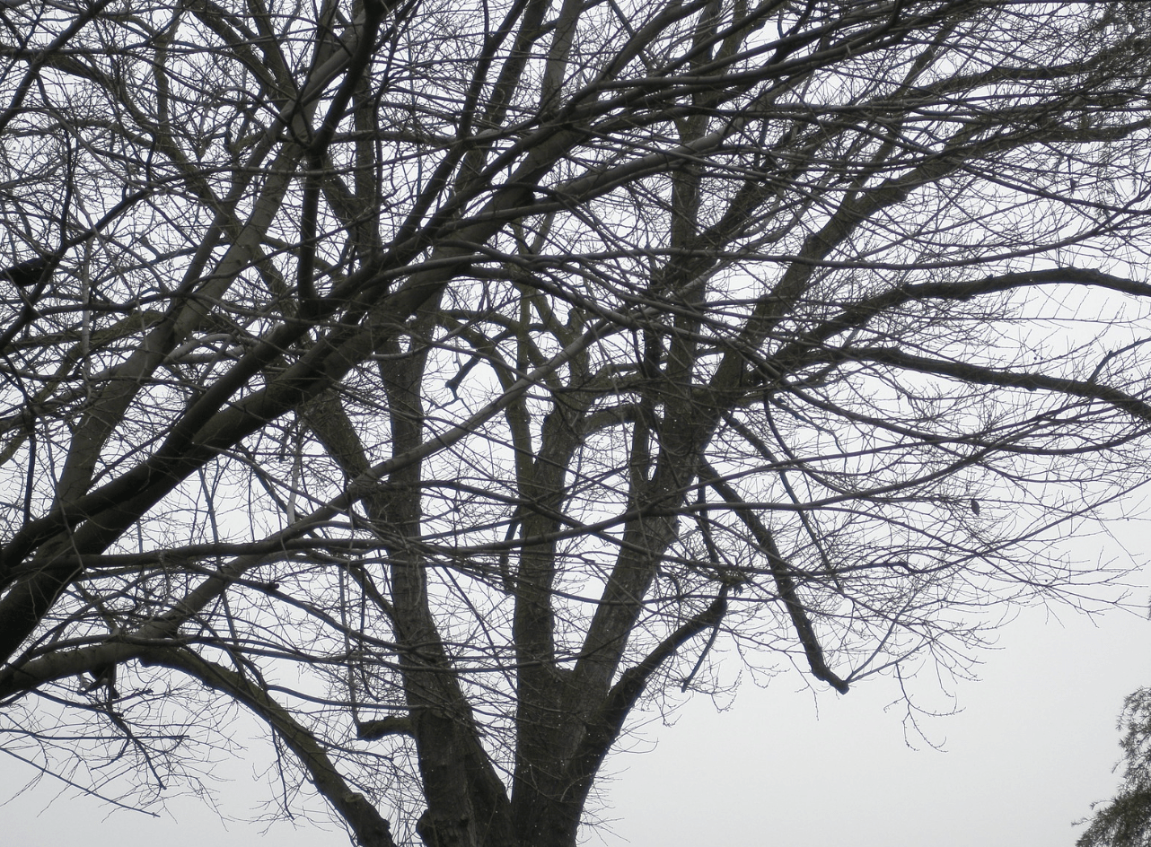 tree with white sky