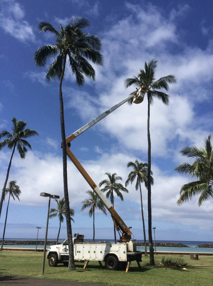 trimming palm trees