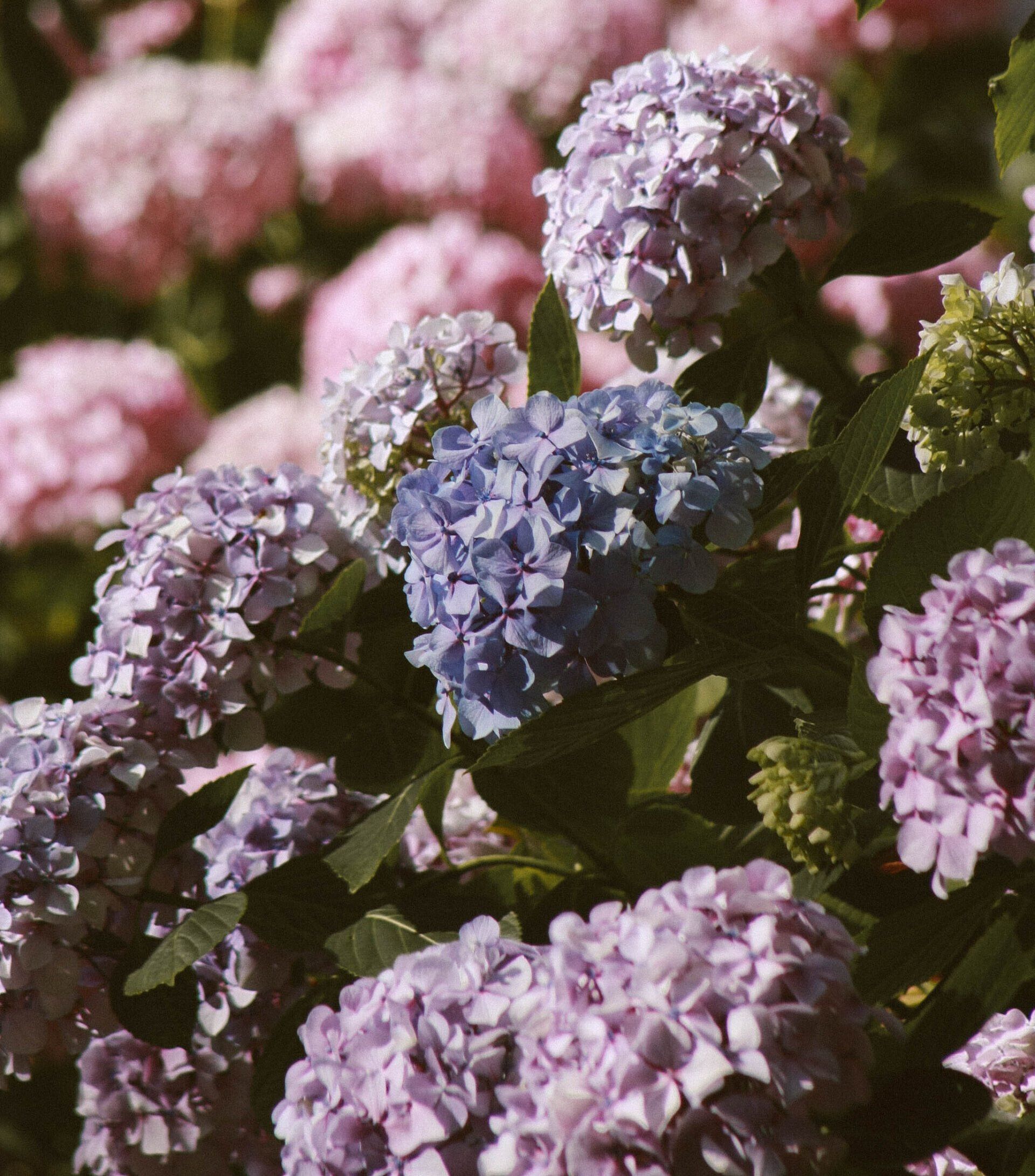 hydrangeas