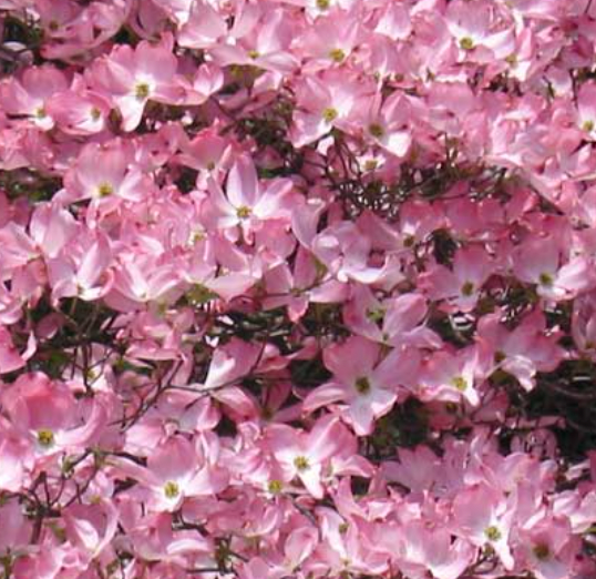 best front yard trees pink flowering dogwoods