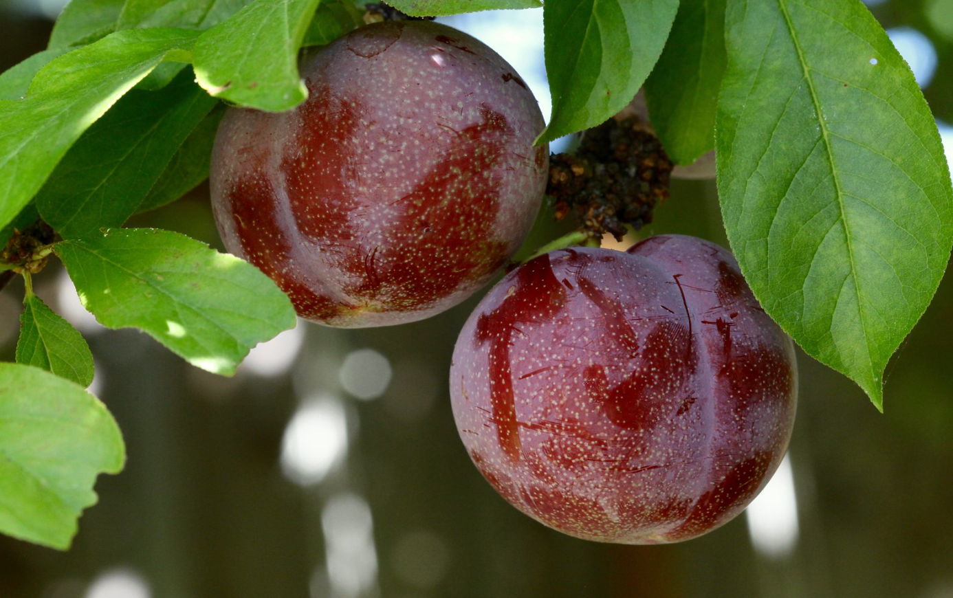 pluots