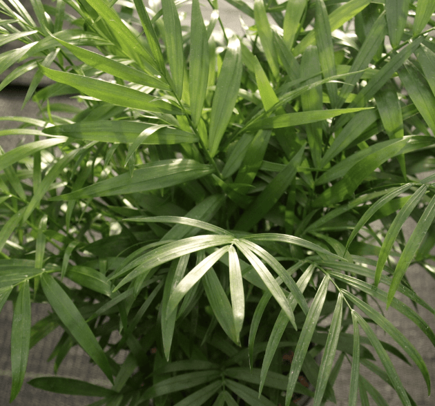 green leaves of a parlor palm