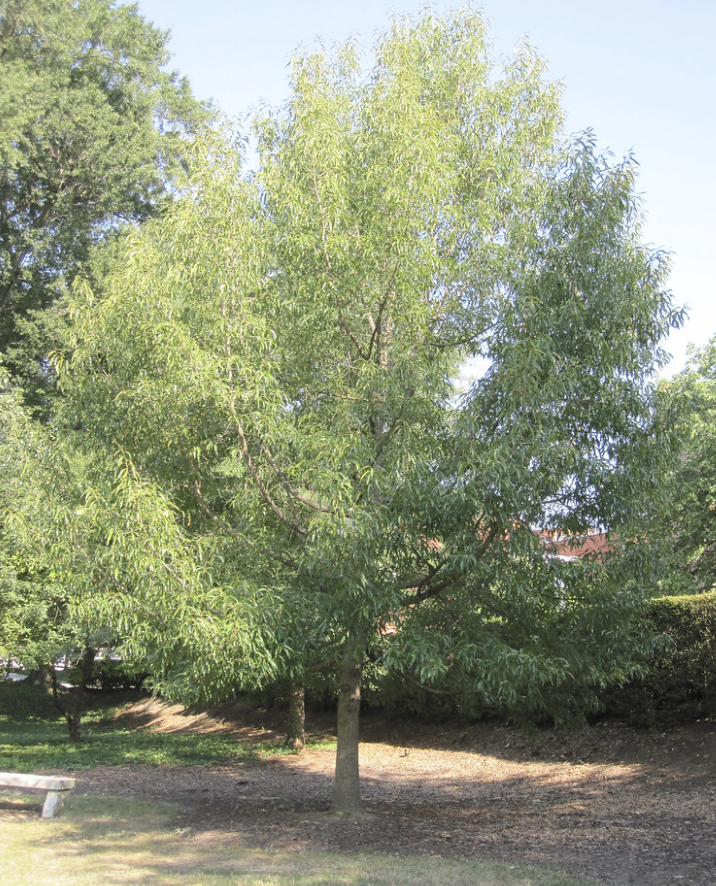 sawtooth oak
