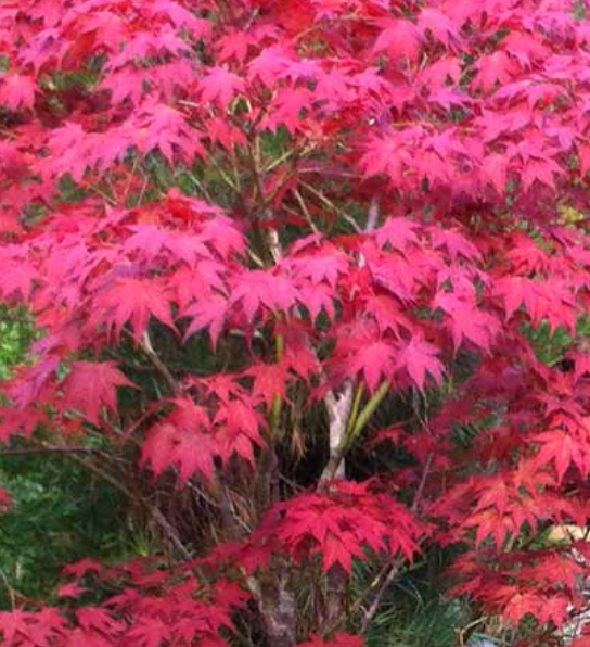 red japanese maples