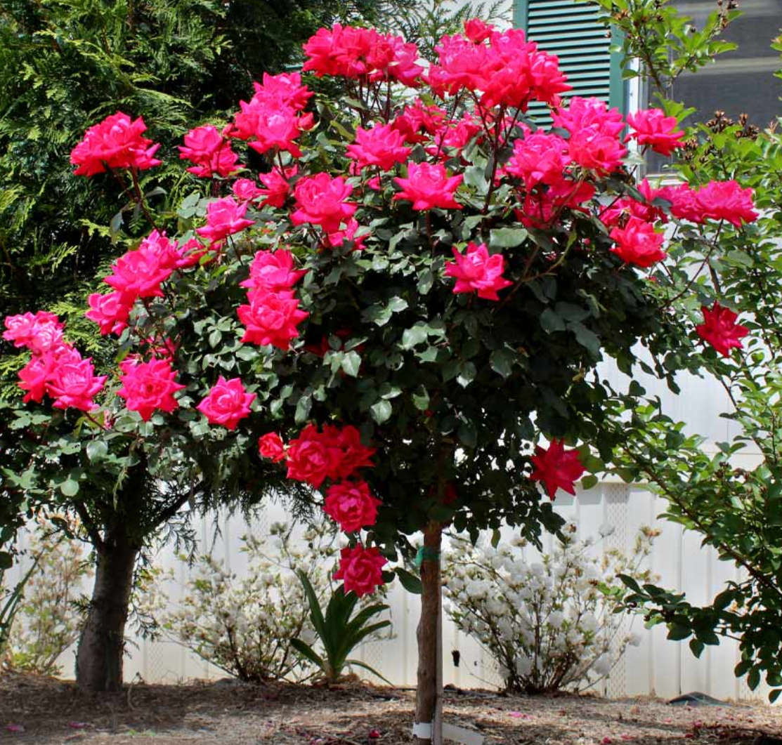 knock out rose tree