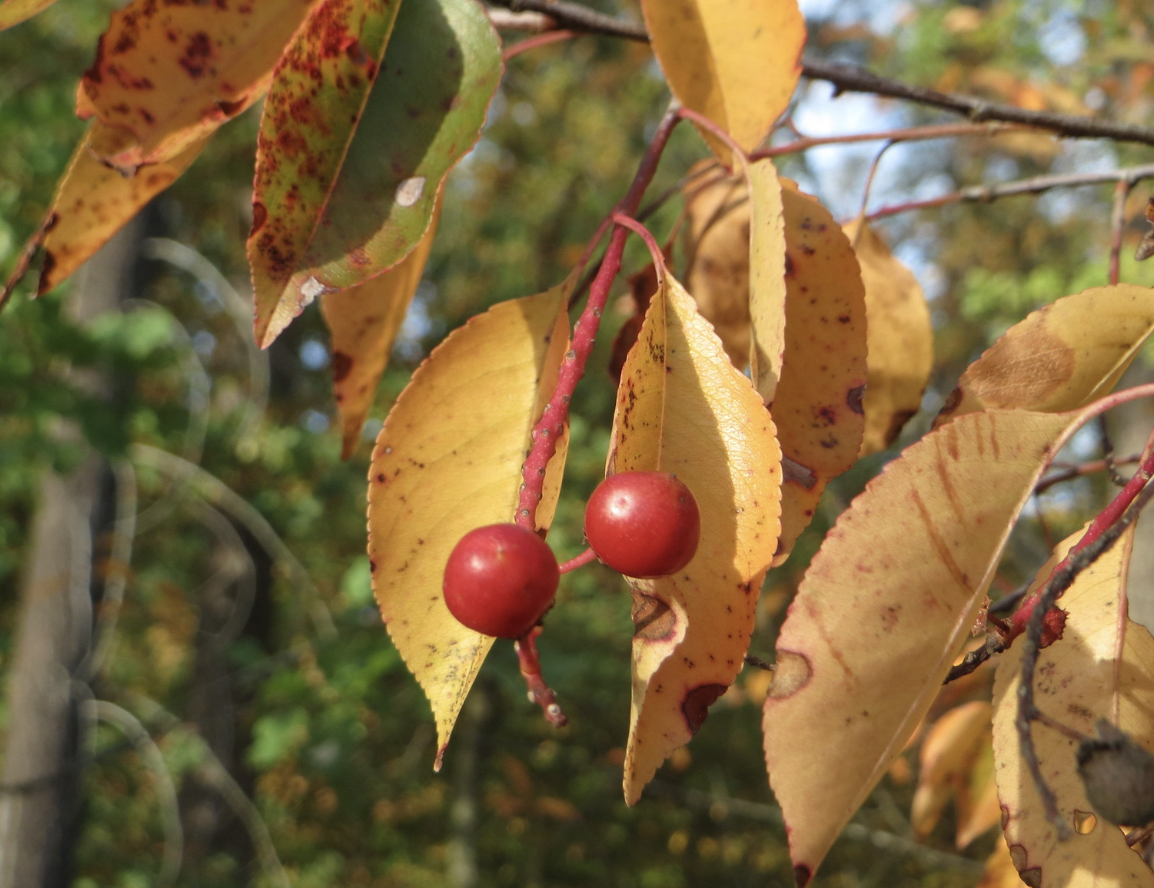 black cherry