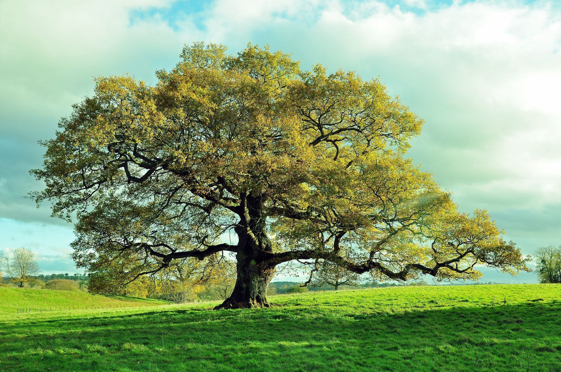 oak trees in massachusetts