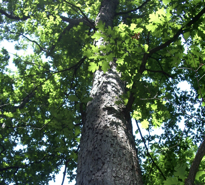 white oak (quercus alba) bark