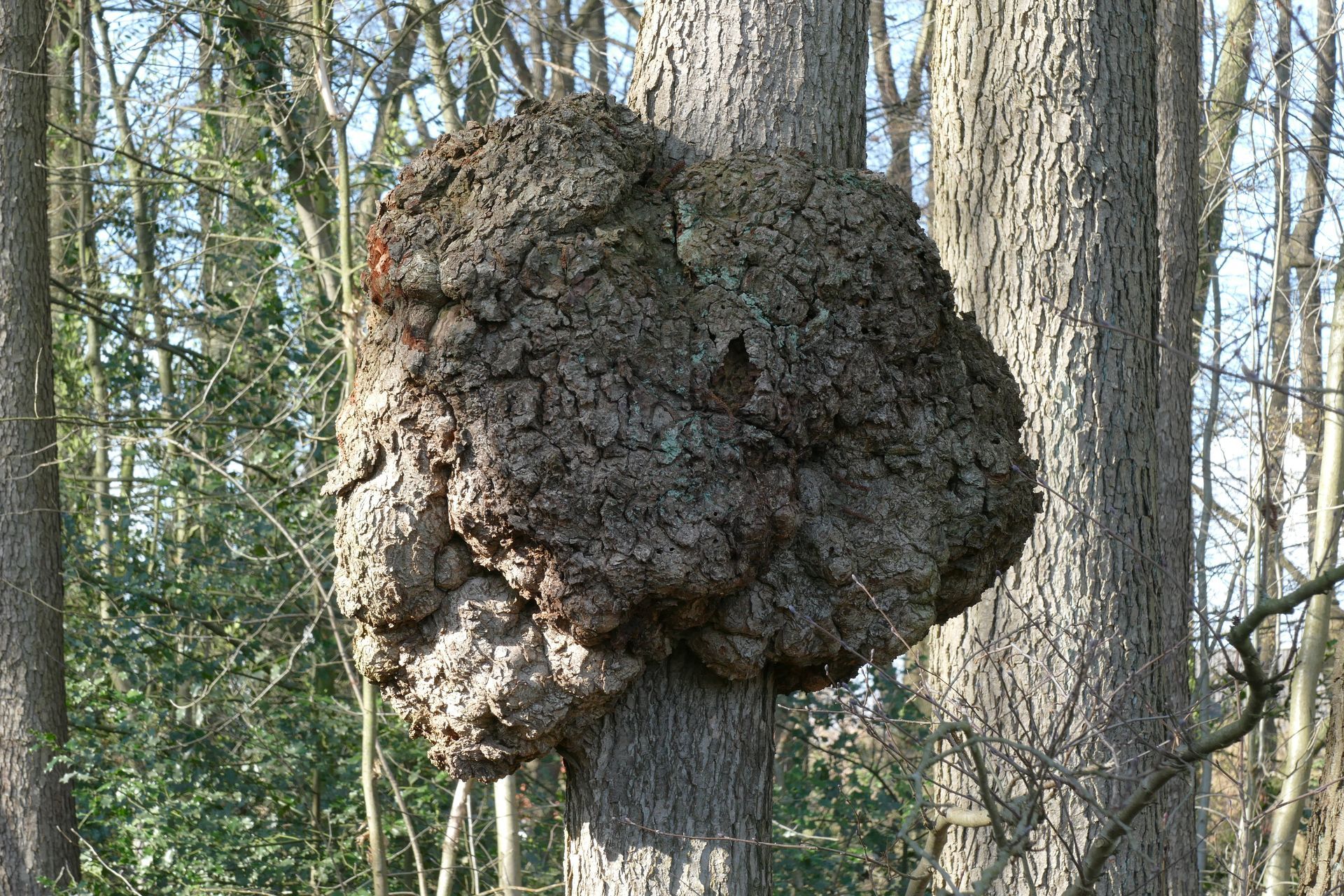 tree cankers on a tree in woods