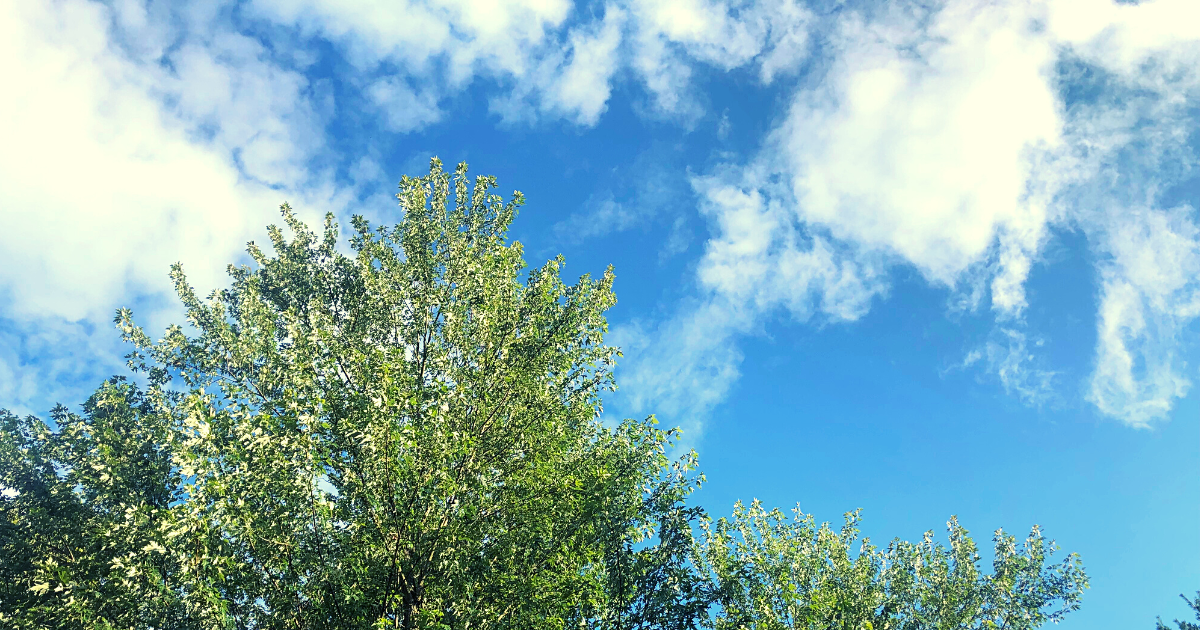 bright green tree in front of cloudy blue sky