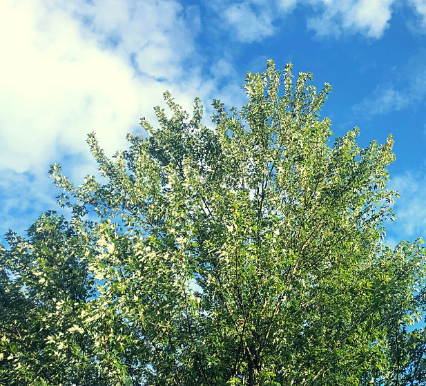 sun leaves in the open blue sky