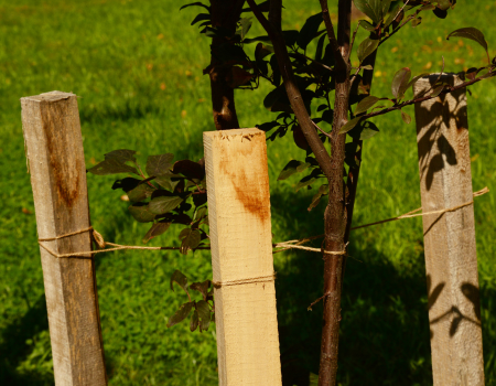tree with tree wooden stakes