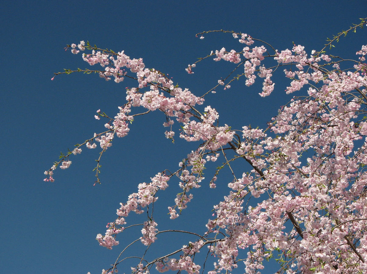 weeping cherry tree