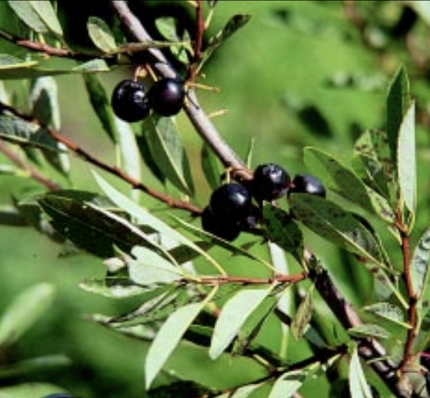 western sandcherry