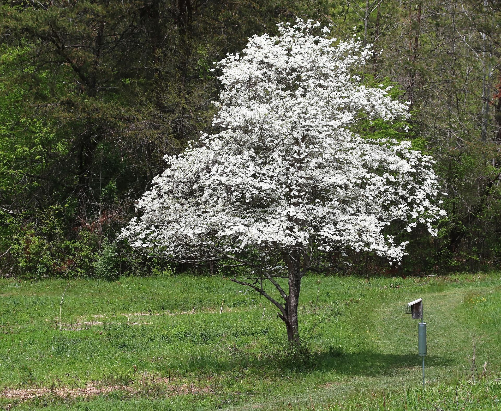 flowering dogwood tree for privacy