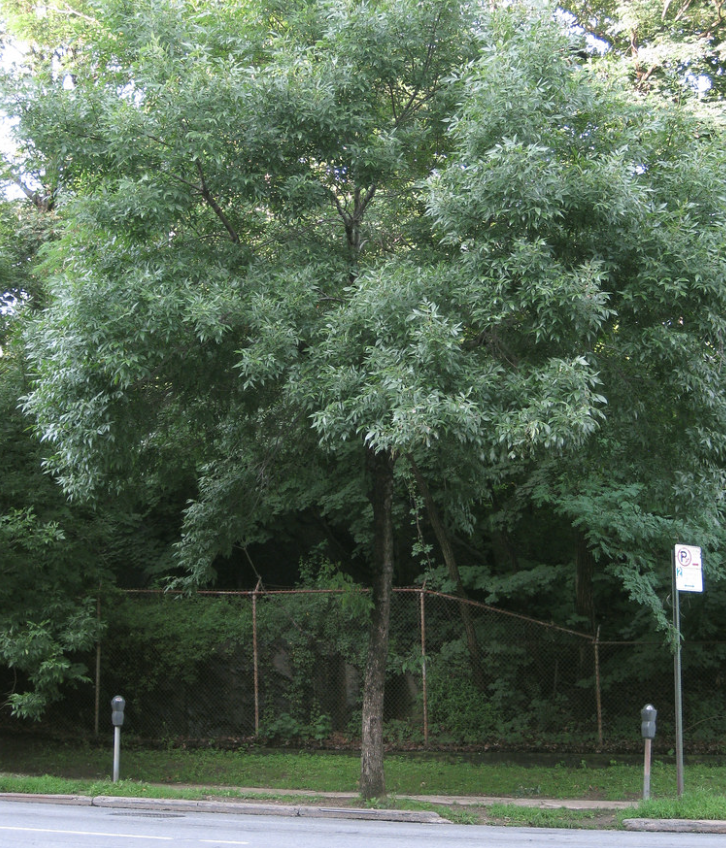 Ash Trees in Massachusetts