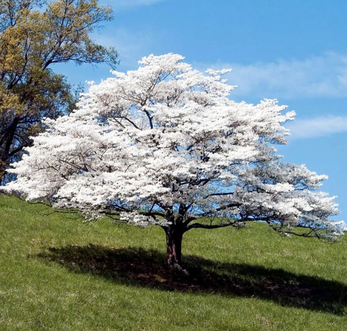 white dogwood on incline