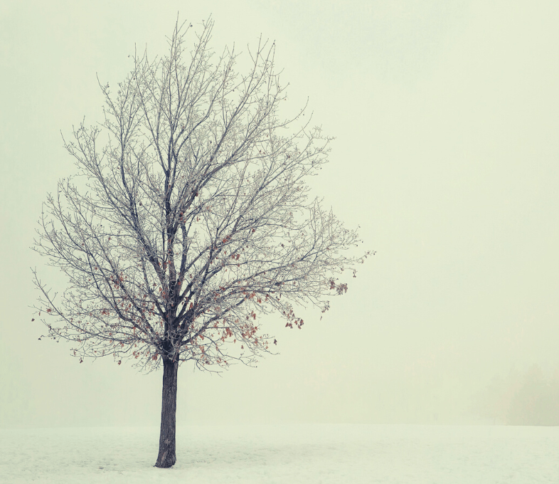 dormant tree in a cold winter storm