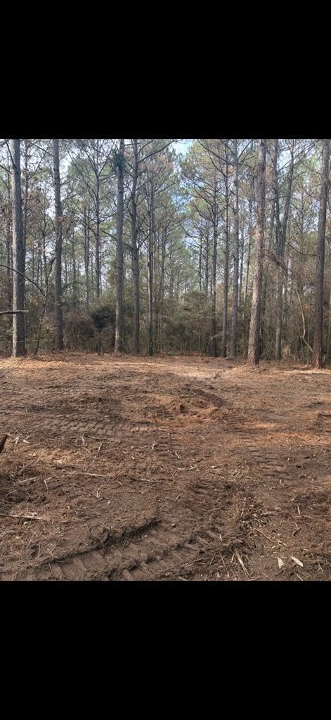 Cleared land with a dirt ground in front of tall, thin trees.