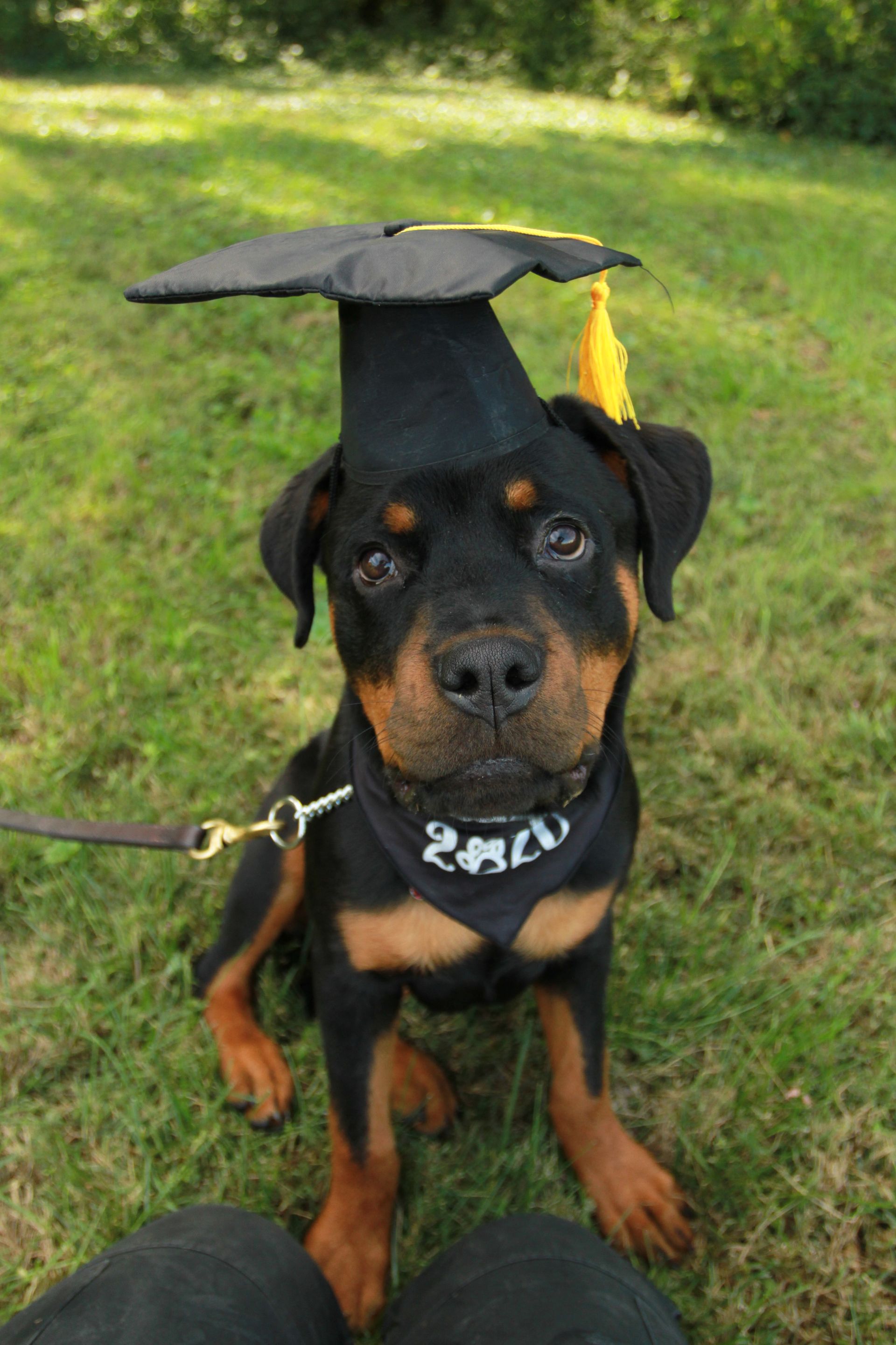 Obedience School — Jumping Beagle Dog in Jefferson, IN