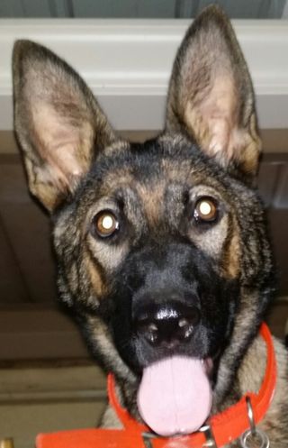 German Shepherd Dog Lieutenant Alexandria — Jefferson, IN — Duffy's Dog Training Center