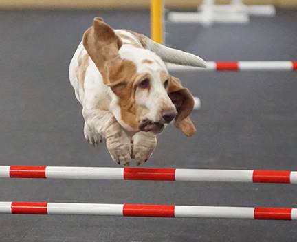 Seti Jumping Hurdles in Competition — Jefferson, IN — Duffy's Dog Training Center