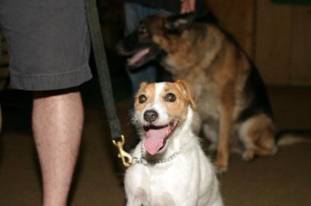 Two dogs are sitting next to each other on a leash