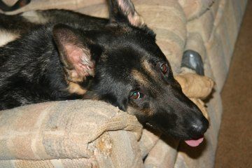 A german shepherd dog is laying on a couch with its tongue out.