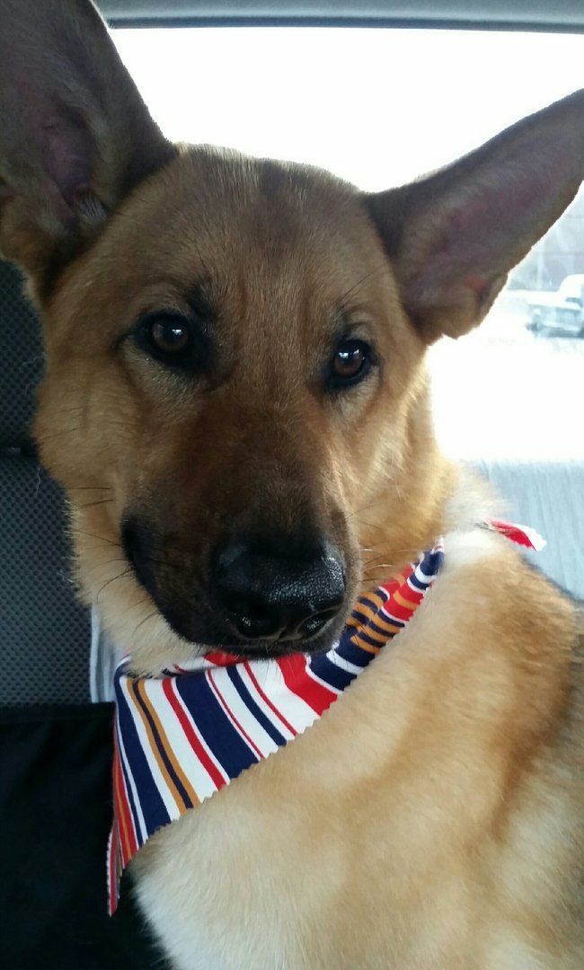 A close up of a dog wearing a striped bandana