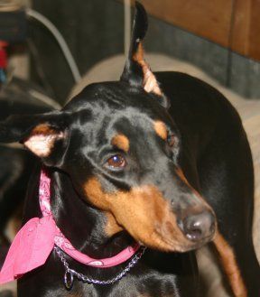 A close up of a dog wearing a pink collar