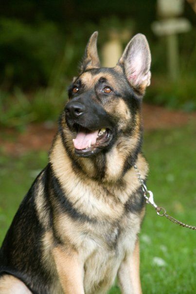 A german shepherd dog is sitting in the grass with its tongue hanging out.