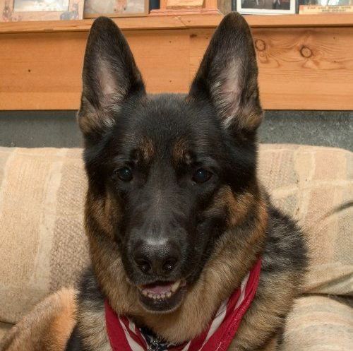 A german shepherd wearing a red and white bandana