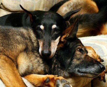 Two dogs are laying next to each other on a couch.