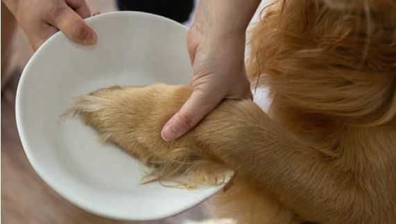 Eine Person legt einem Hund einen weißen Teller auf die Pfote.
