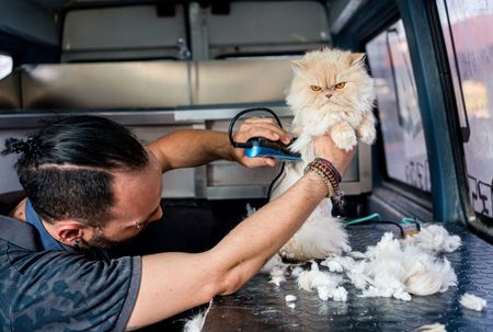 Man Grooming A Cat — St. Louis, MO — Compassionate Grooming