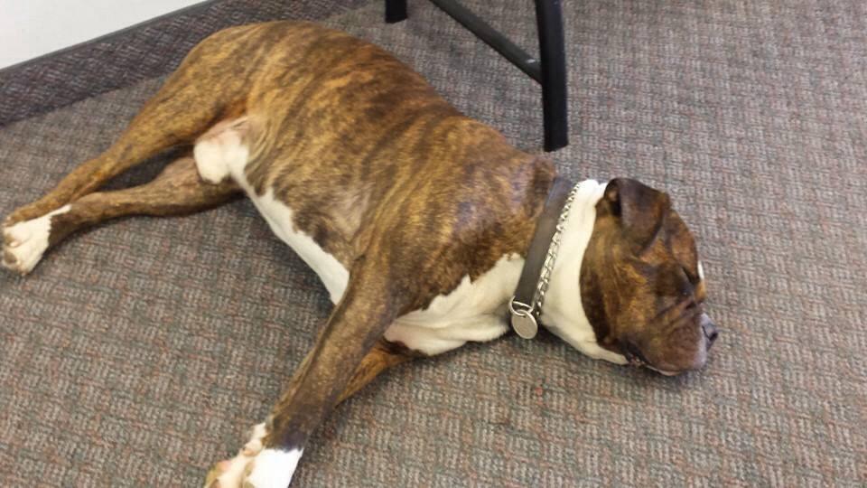 Dog Sleeping — Paducah, KY — Hoskins Coin & Gold Exchange