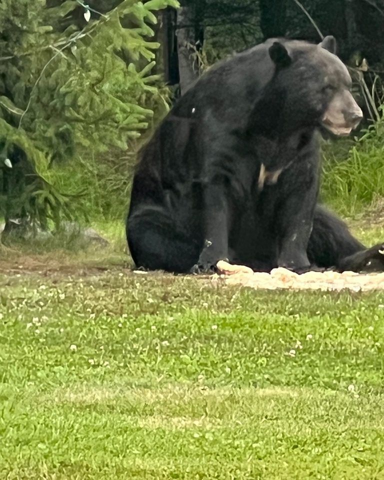 A black bear is sitting on top of a pile of grass.