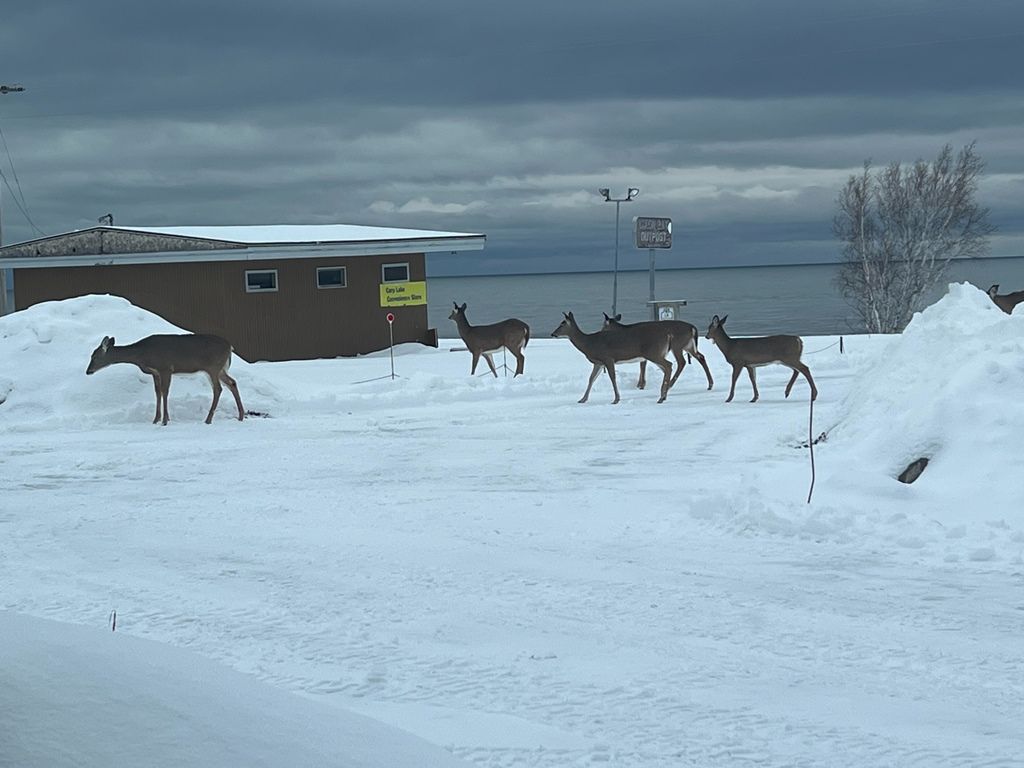 A group of deer standing in a snowy parking lot