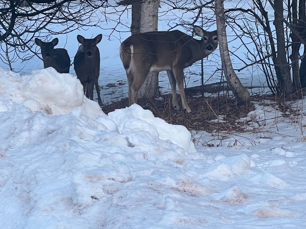 Three deer are standing in the snow near trees