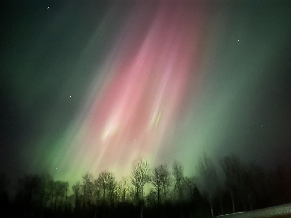 The aurora borealis is glowing in the night sky over a forest.