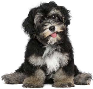 Funny smiling black and tan havanese puppy dog — Day Care & Night in Huntersville, NC